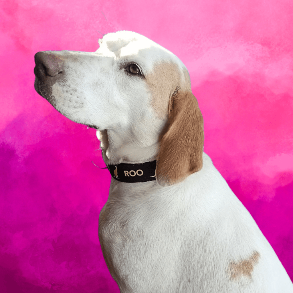 Roo, the healing room dog – The Barefoot therapist